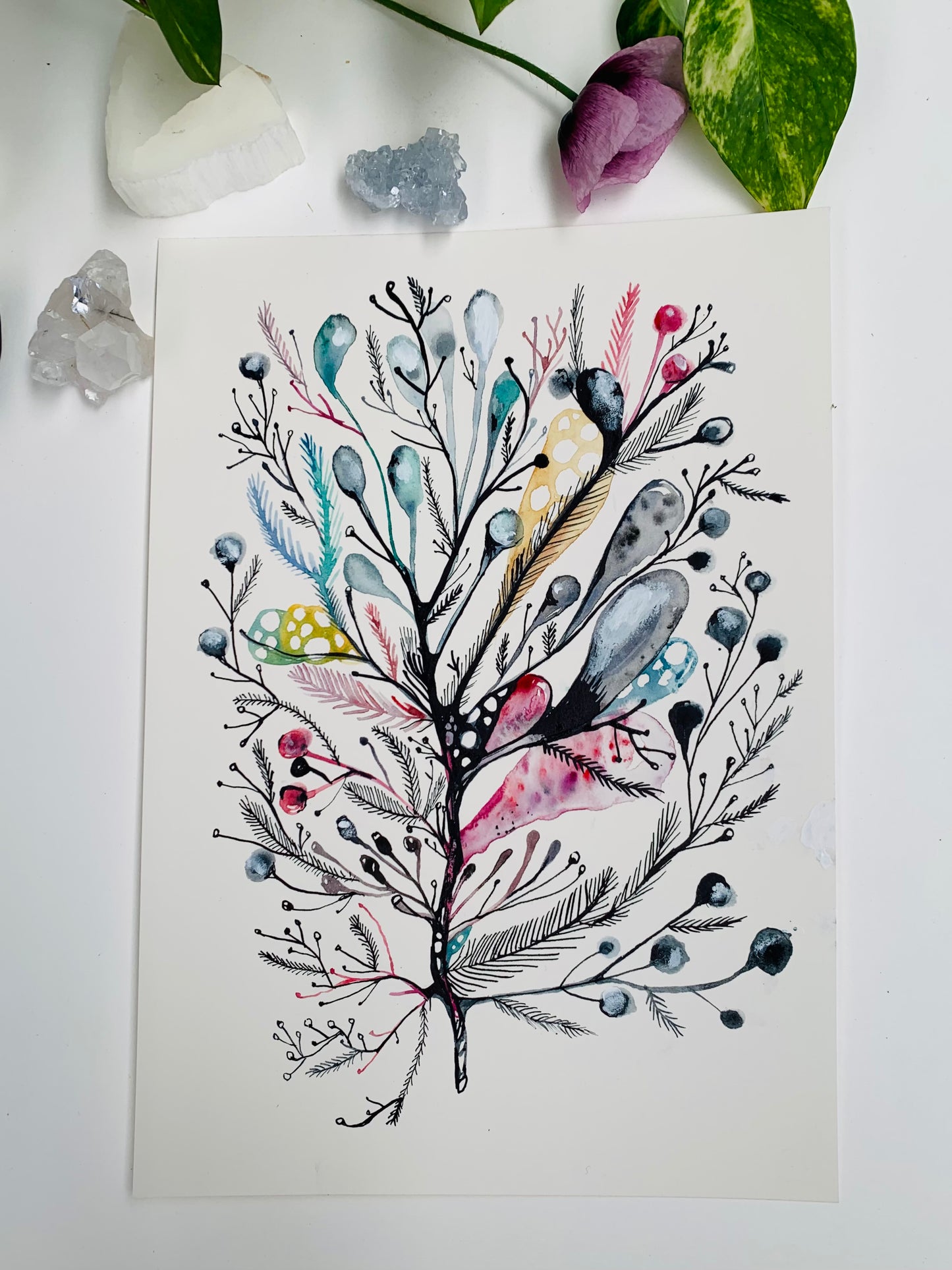 Seaweed study, 2 (A4)